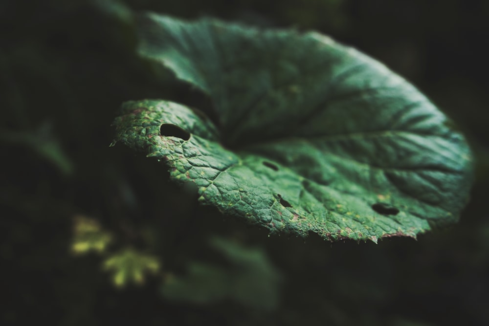 selective focus of green leaf