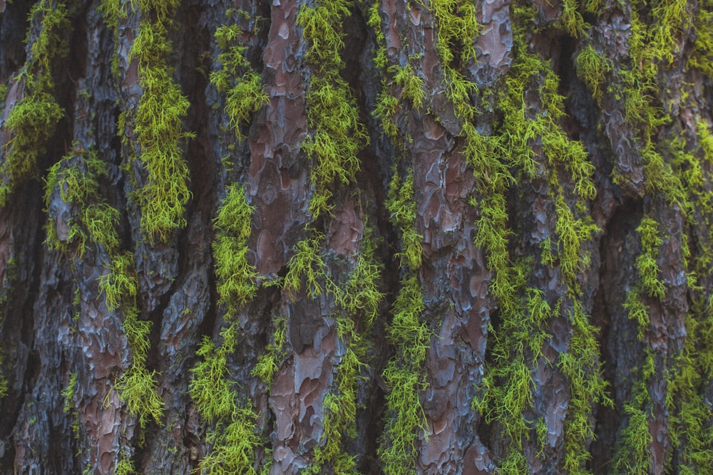 minimalist photography of stone with grass