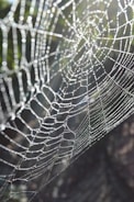 Close-up of a dew-covered spider web sparkling in the morning sun.