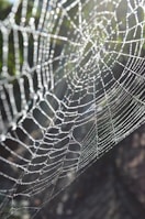 A close-up of a dew-covered spider web glistening in early morning sunlight.