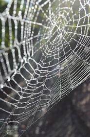 A close-up of a dew-covered spider web sparkling in morning sunlight.