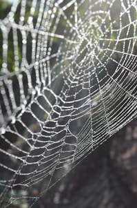 A close-up shot of a dew-covered spider web glistening in morning light, showcasing intricate details.
