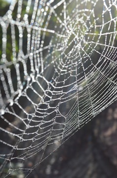 Close-up of a dew-covered spider web sparkling in the morning sun.