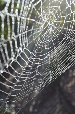 Close-up of a dew-covered spiderweb sparkling in morning sun.