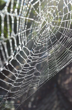 Close-up of a dew-covered spider web sparkling against a backdrop of wildflowers.