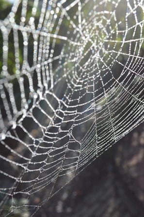 A close-up of a dew-covered spider web glistening in early morning sunlight.