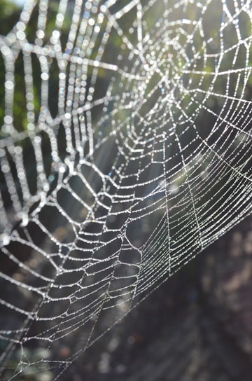 A close-up shot of a dew-covered spider web glistening in morning light, showcasing intricate details.