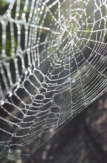 A vibrant close-up of a dew-covered spider web glistening in the morning sun among green leaves.