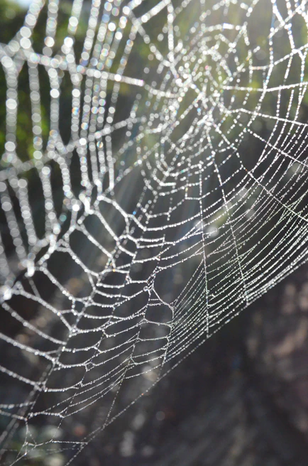 Close-up of a dew-covered spiderweb sparkling in morning sunlight