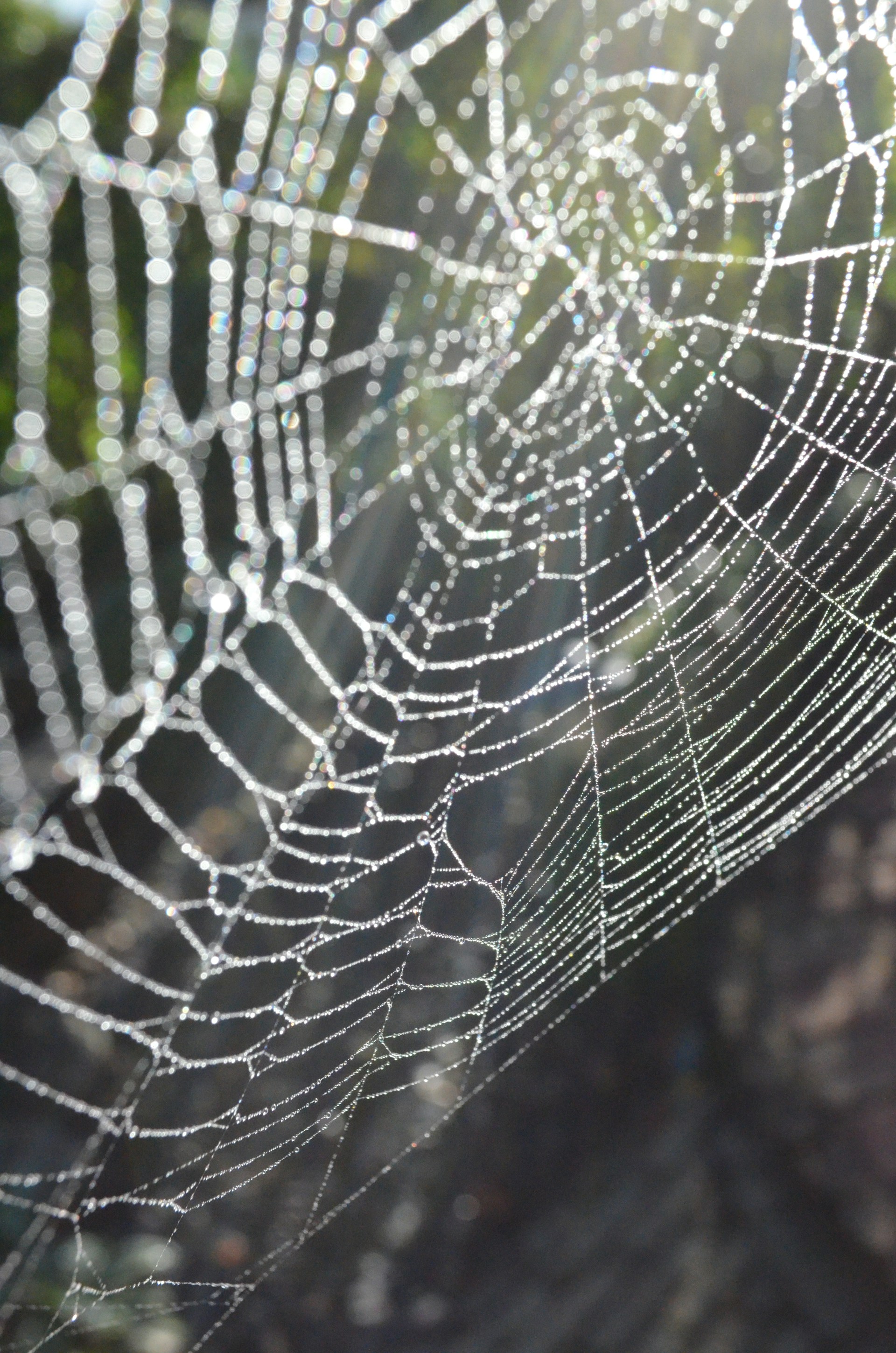 A striking close-up of a dew-covered spiderweb shimmering in morning light.