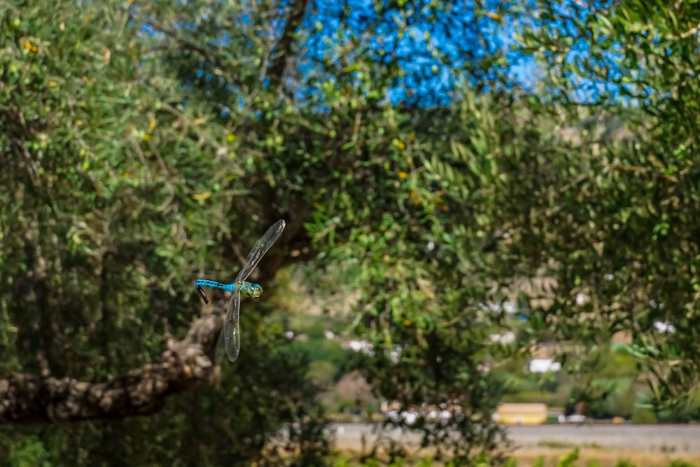 dragonfly flying near green tree