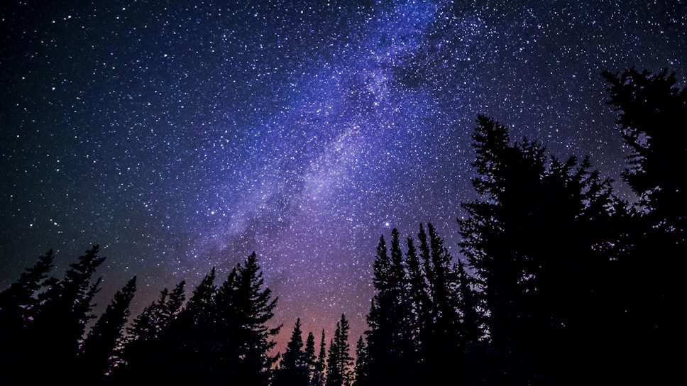 worm's eye view of trees during night time