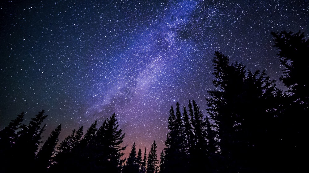 worm's eye view of trees during night time