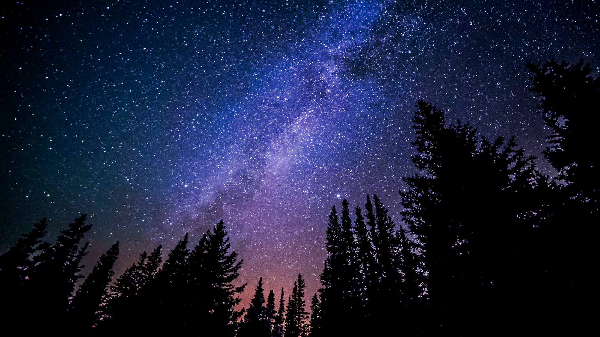 Trees against purple night sky