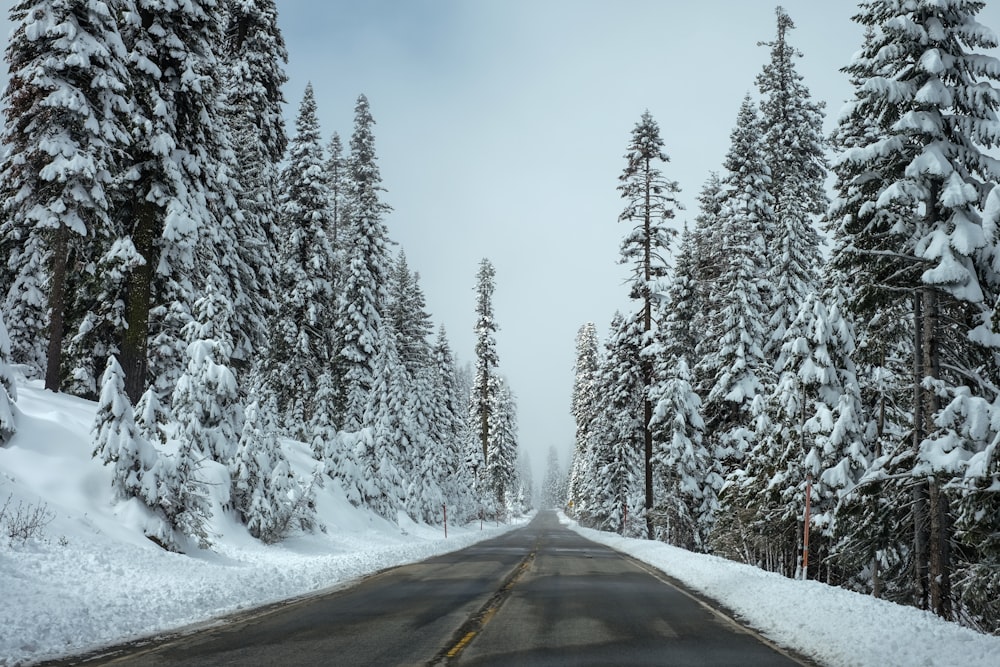 昼間は白い雪が積もる松の木に囲まれた道