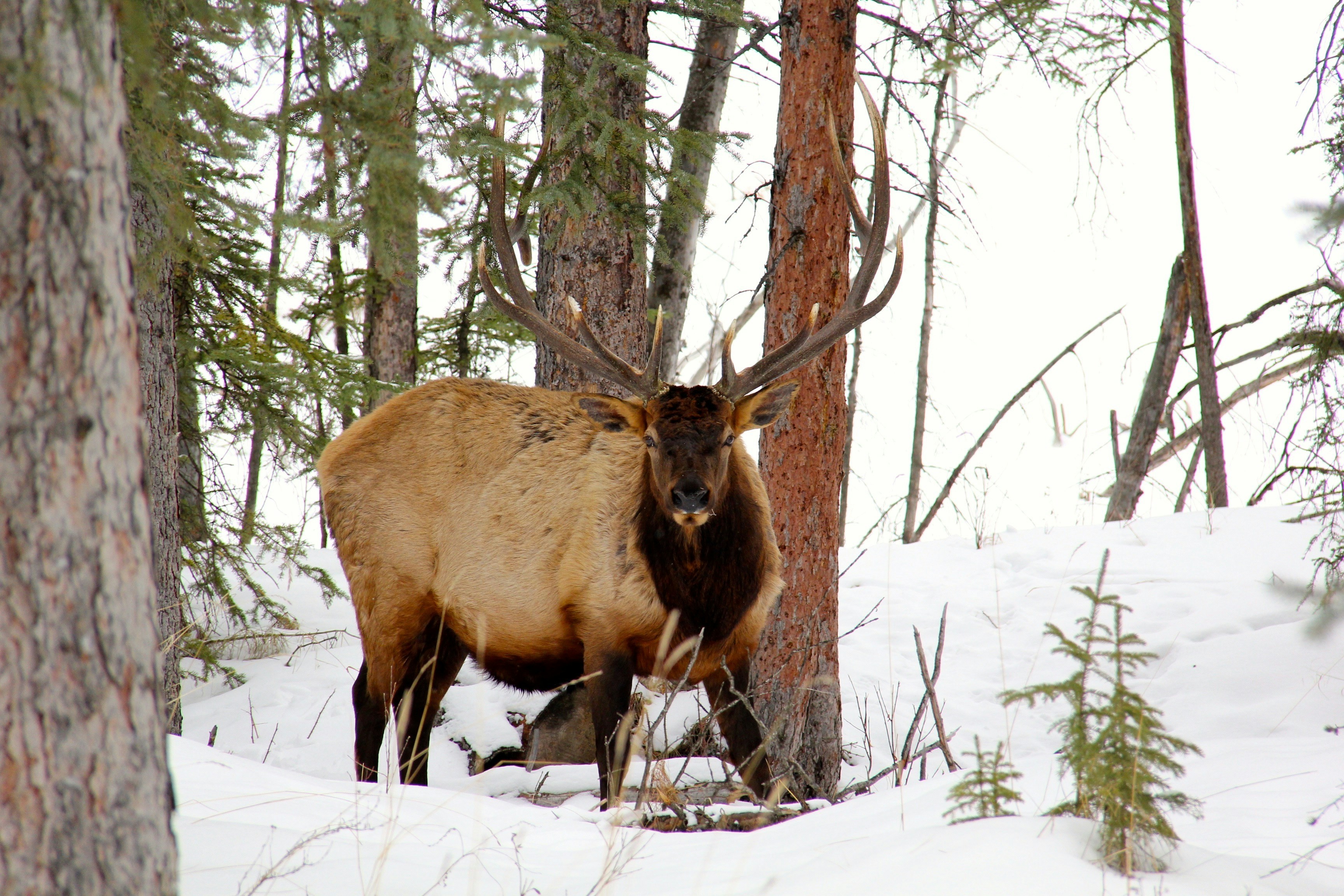 Free Unsplash photo from Curtis Dyck