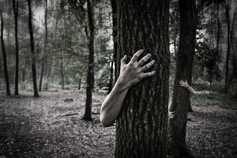 persona abrazando árbol