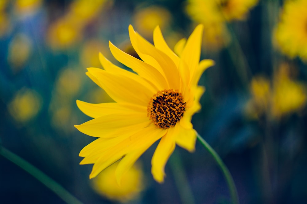 foto em close-up da flor amarela em flor