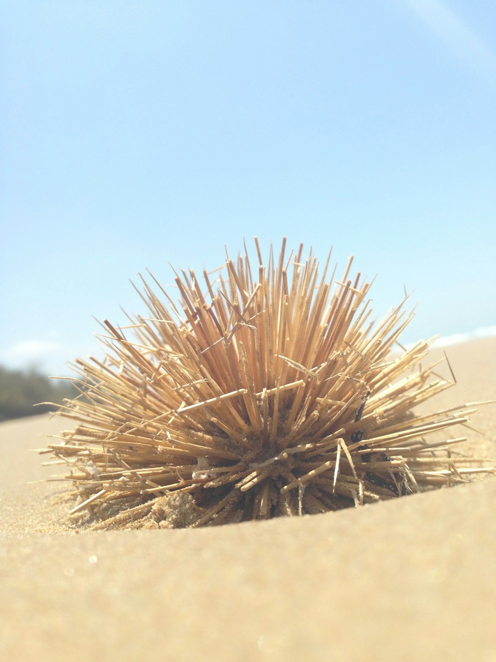 Grüne Pflanze auf Sand