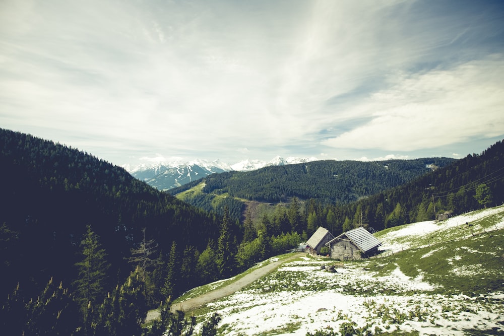 brown wooden house near pine trees during daytime