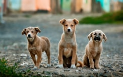 selective focus photography of three brown puppies