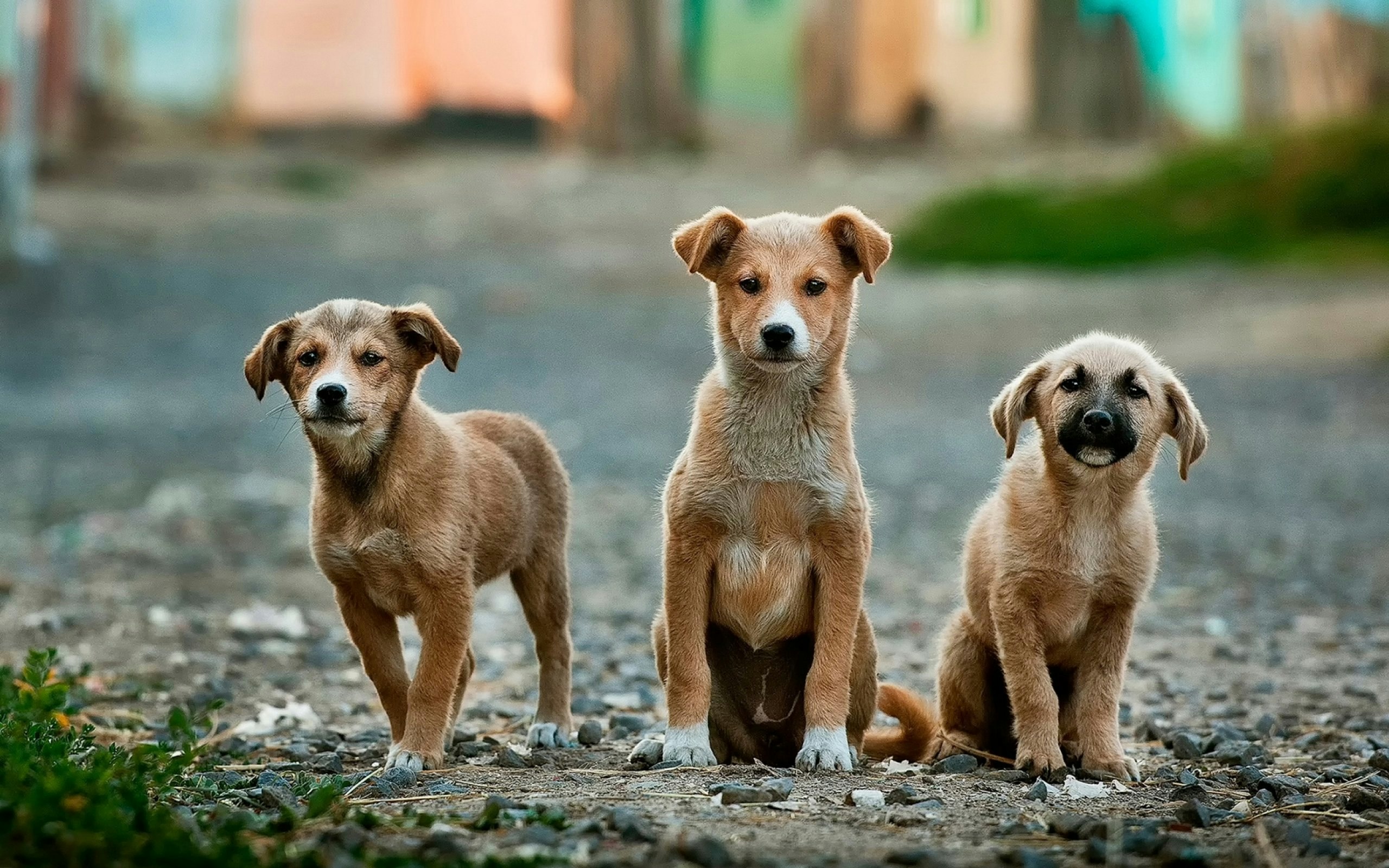 Three puppies sitting on the street