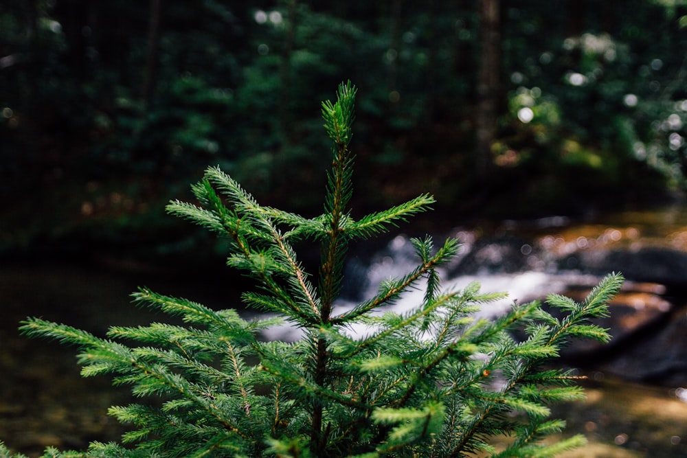 focus photography of green pine tree