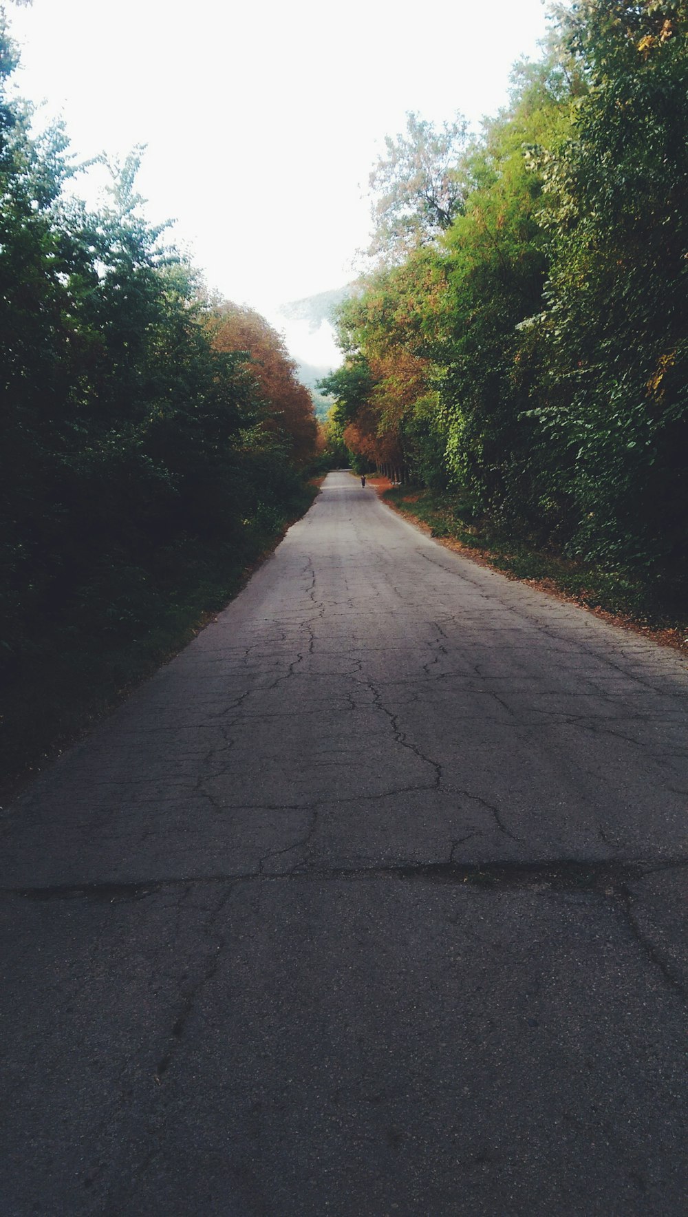 empty road between trees under white sky