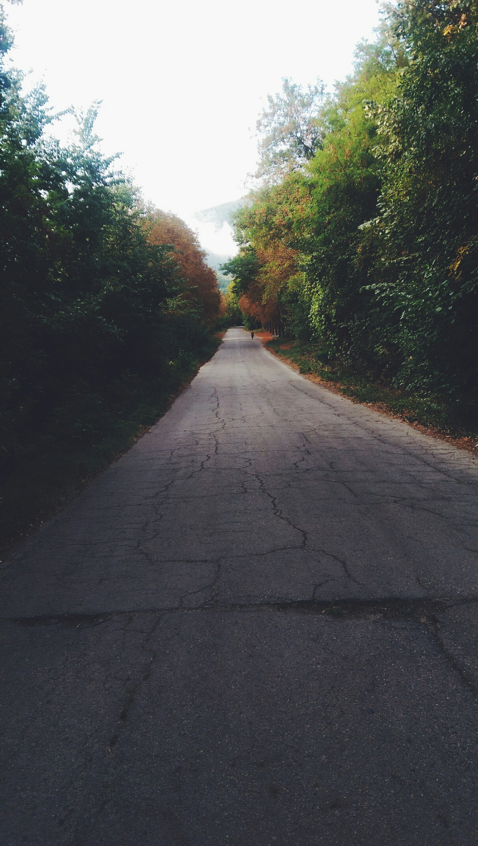 HTC ONE (M8) sample photo. Empty road between trees photography