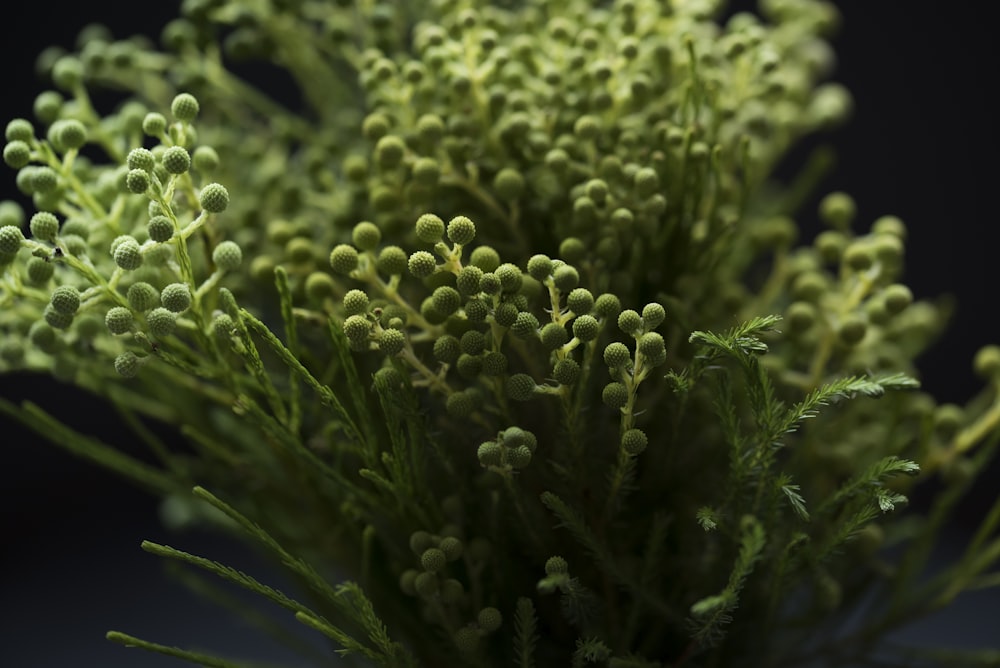 Makrofotografie einer grünblättrigen Pflanze