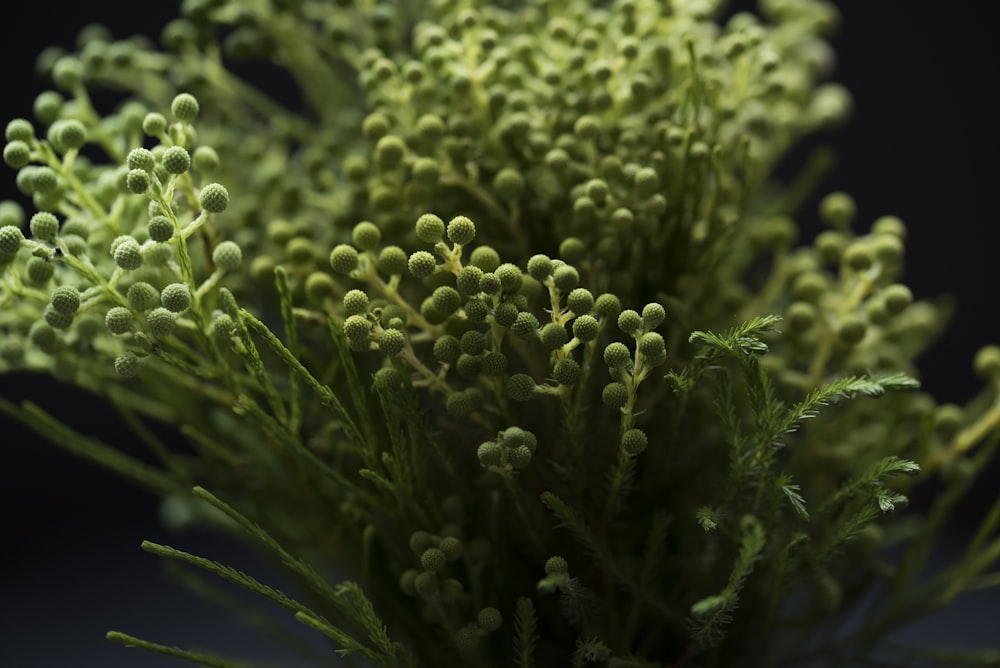 macrophotographie de plante à feuilles vertes