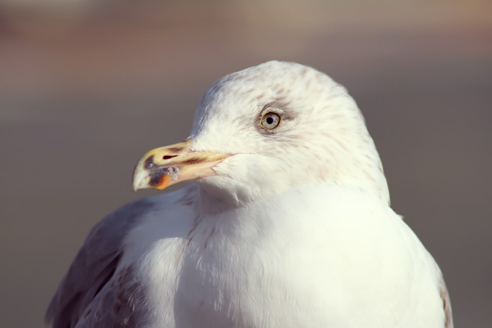 white bird