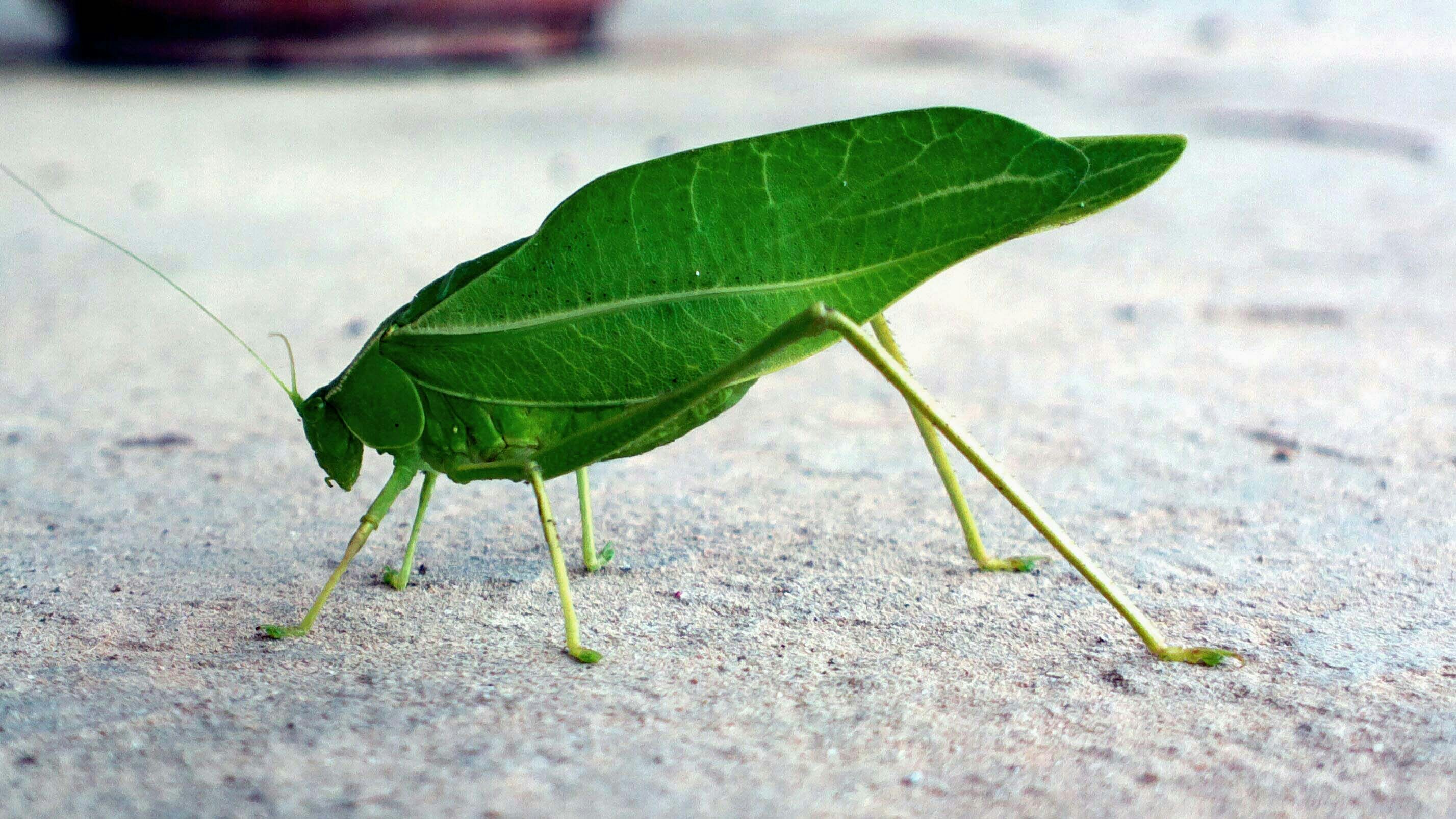 Eco-Friendly Pest Control Solutions