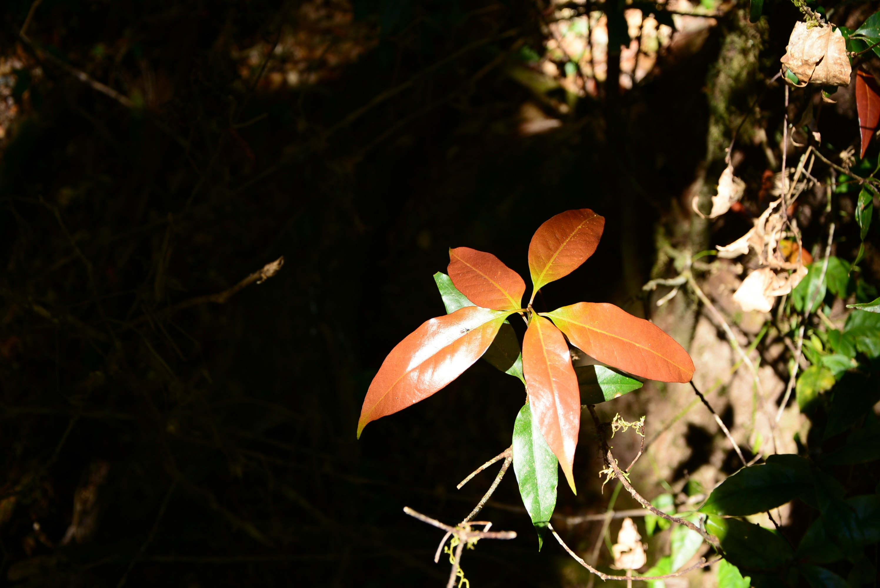 Free Unsplash photo from Akkarawin Ampin