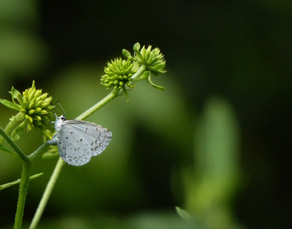 Fotografía macro de mariposa blanca colgando en planta verde