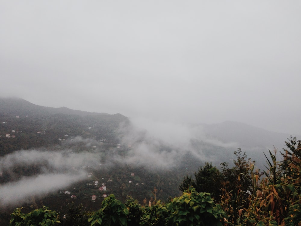 trees under white clouds with mountain background