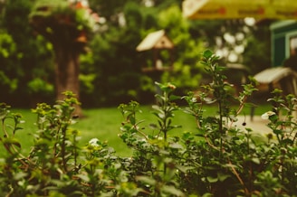 tilt shift lens photo of leaf