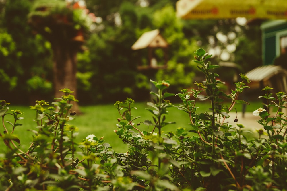 Flowering bushes at the edge of a garden