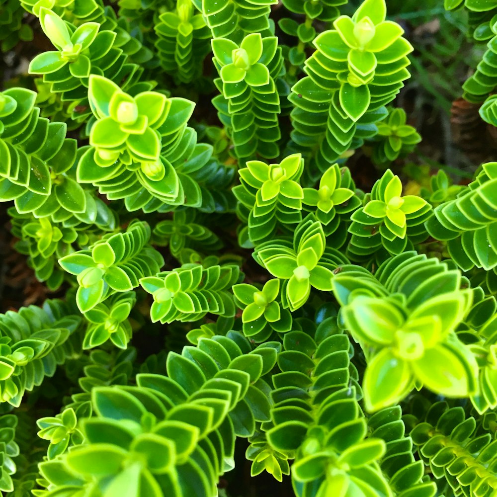 focus photography of green plant at daytime