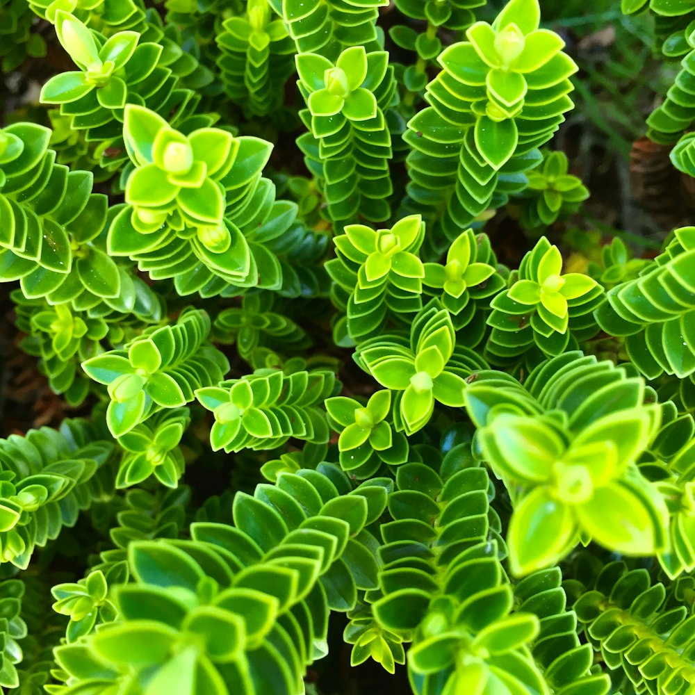 昼間の緑の植物のピント撮影