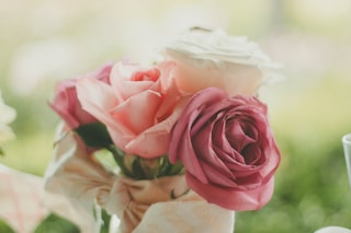 pink and white roses closeup photography