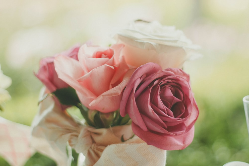 pink and white roses closeup photography