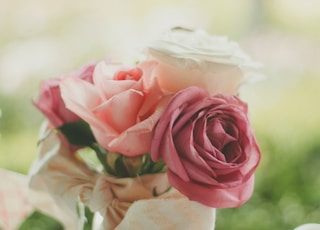 pink and white roses closeup photography