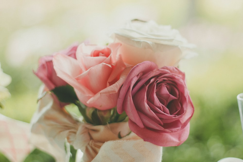 Photographie en gros plan de roses roses roses et blanches