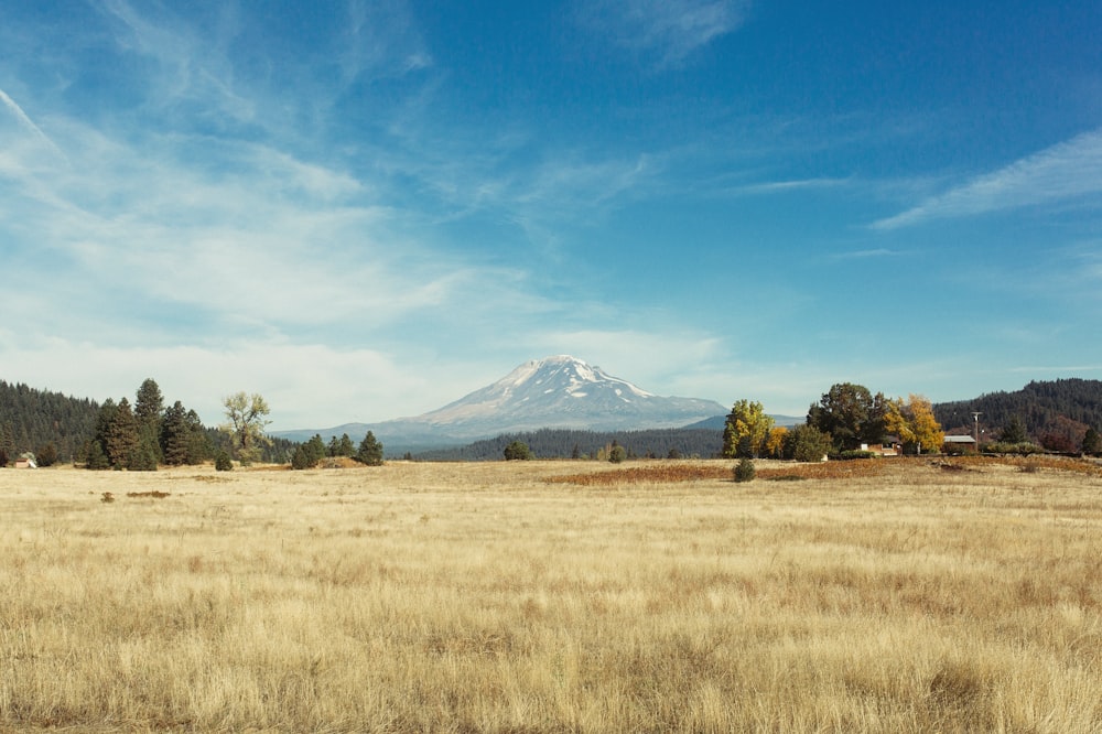 Campo de trigo cerca de la montaña