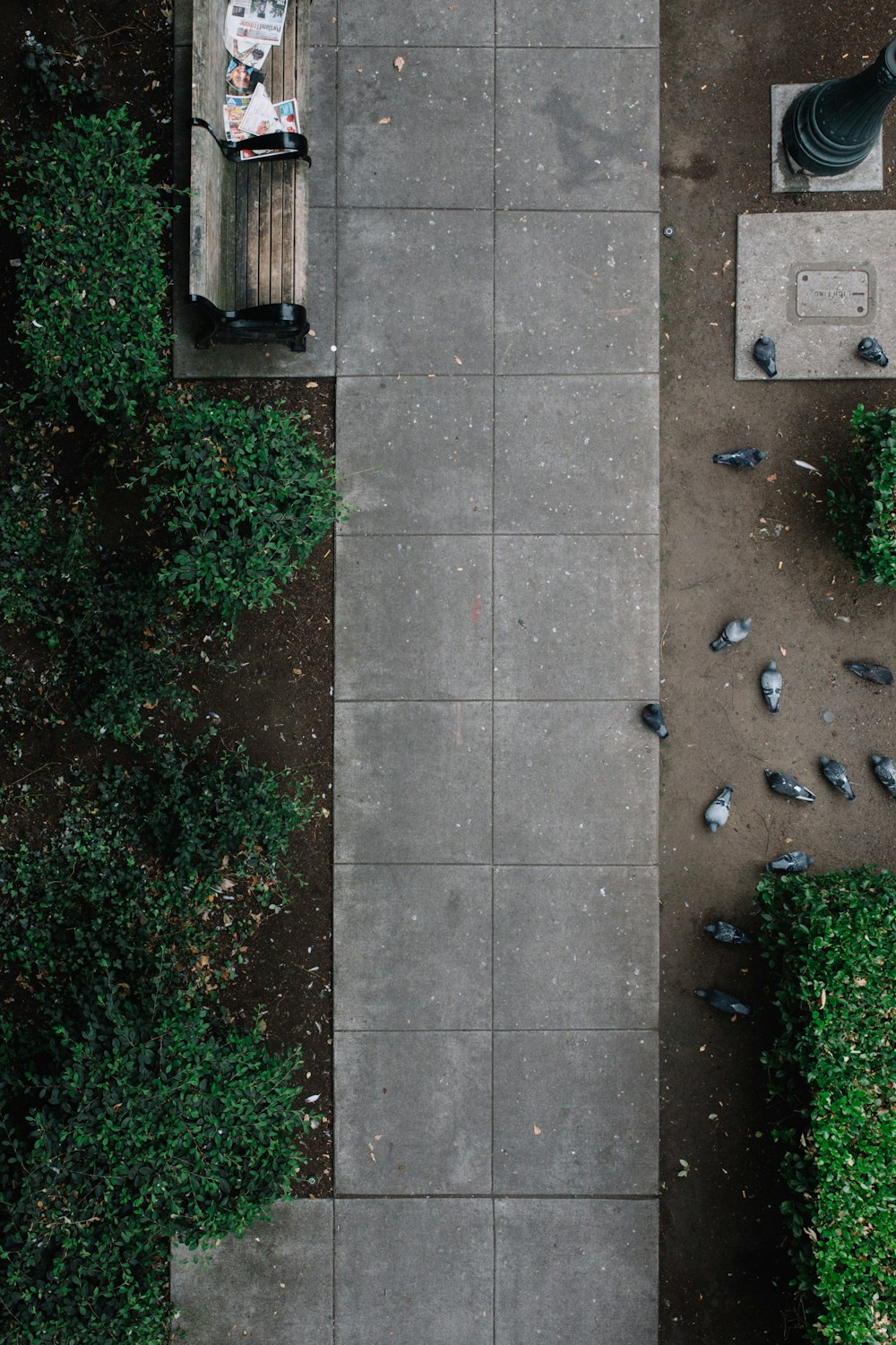 aerial photo of park with gray pigeons