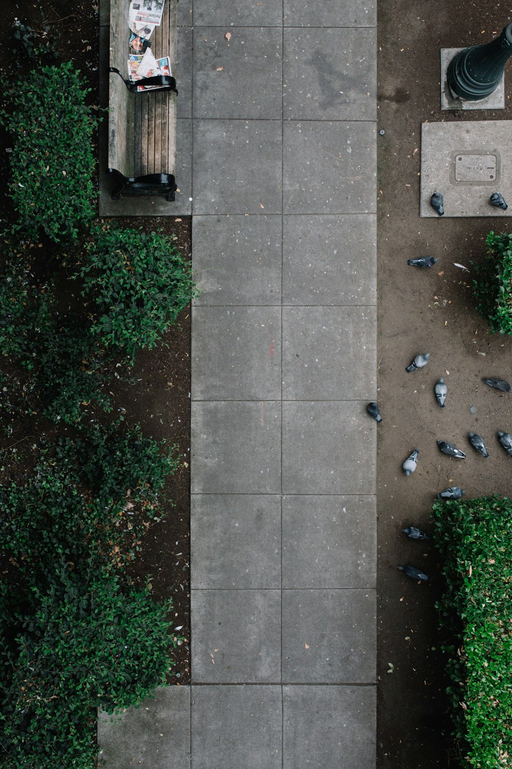 Photo aérienne du parc avec des pigeons gris