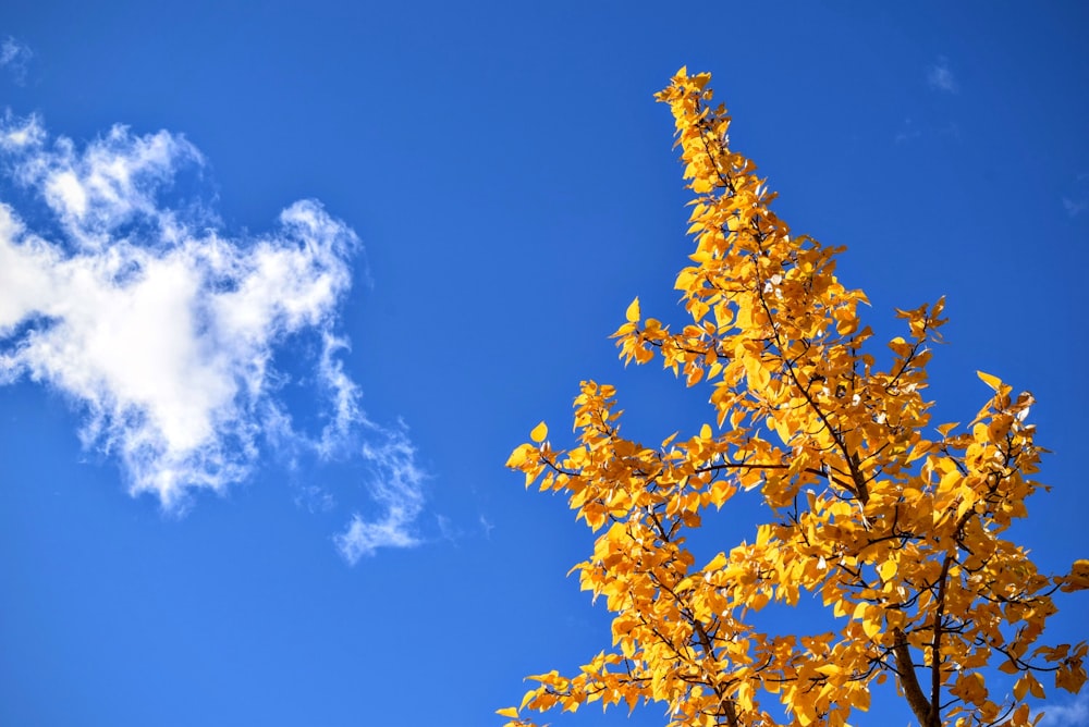 árvore de folhas amarelas durante o dia