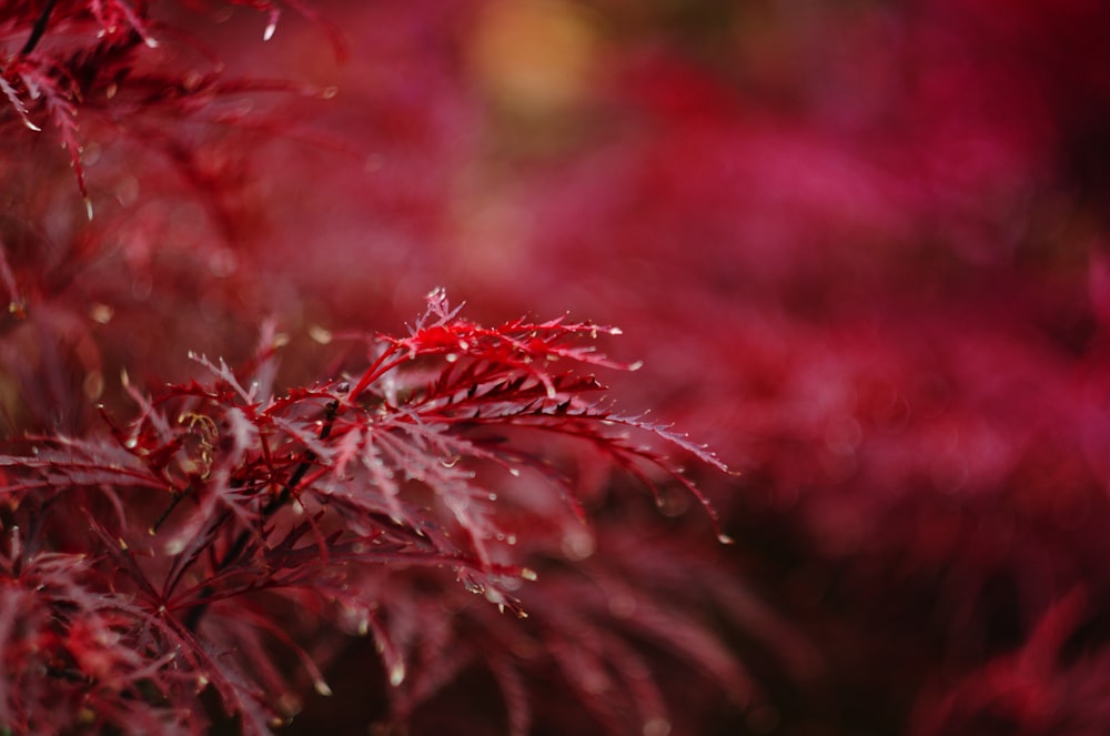 Fotografía de primer plano de flores de pétalos rojos