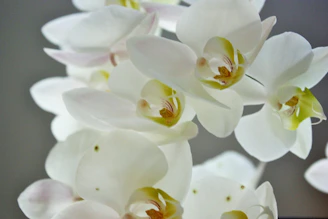 A delicate cluster of tiny white orchids growing on a mossy branch, highlighting nature’s intricate beauty.